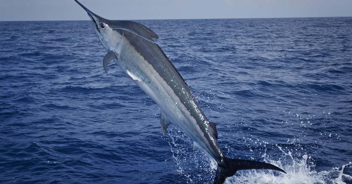 Photograph of the unique Black Marlin, known scientifically as Istiompax Indica.