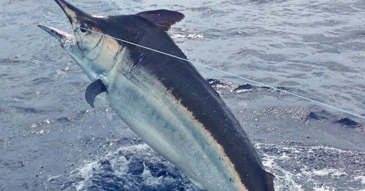 Charming view of the Black Marlin, in Indonesia referred to as Marlin Hitam.