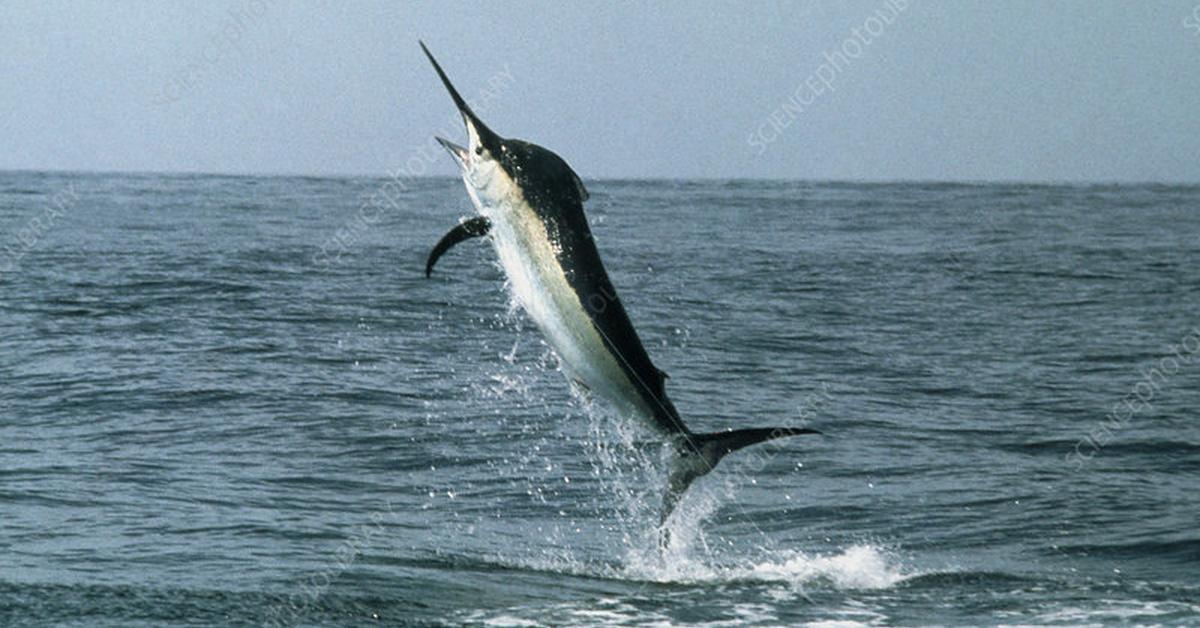 Captured elegance of the Black Marlin, known in Indonesia as Marlin Hitam.