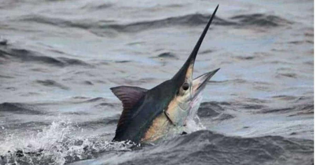 Image of the Black Marlin (Istiompax Indica), popular in Indonesia as Marlin Hitam.