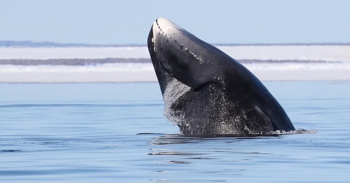 Exquisite image of Bowhead Whale, in Indonesia known as Paus Bowhead.