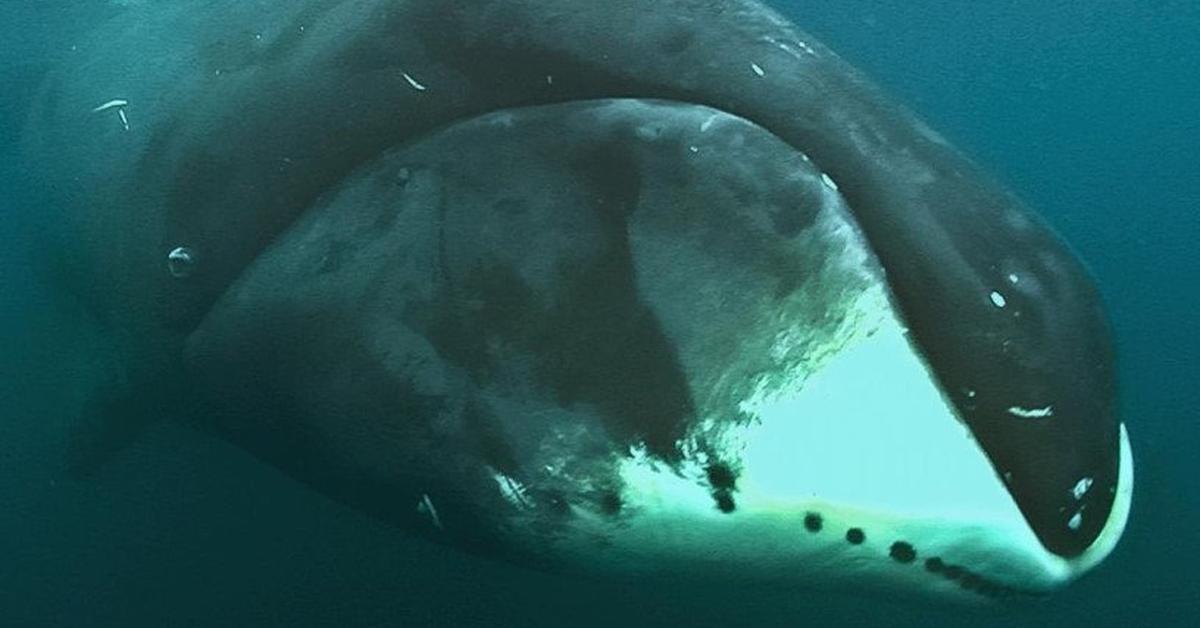 Vibrant snapshot of the Bowhead Whale, commonly referred to as Paus Bowhead in Indonesia.