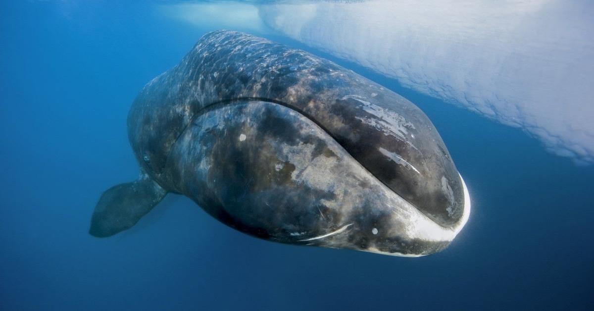 The elegant Bowhead Whale (Balaena mysticetus), a marvel of nature.