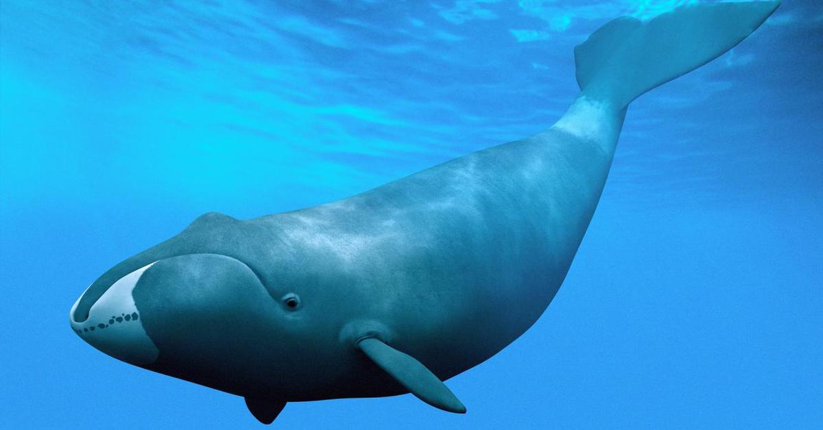 Elegant Bowhead Whale in its natural habitat, called Paus Bowhead in Indonesia.