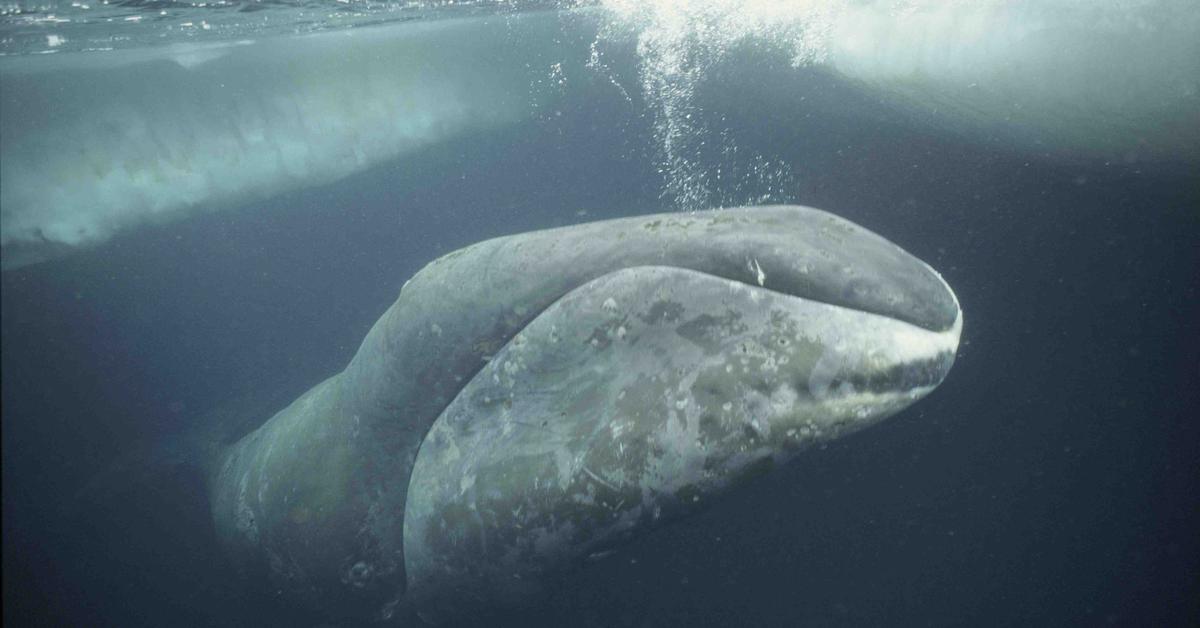 The Bowhead Whale, a species known as Balaena mysticetus, in its natural splendor.