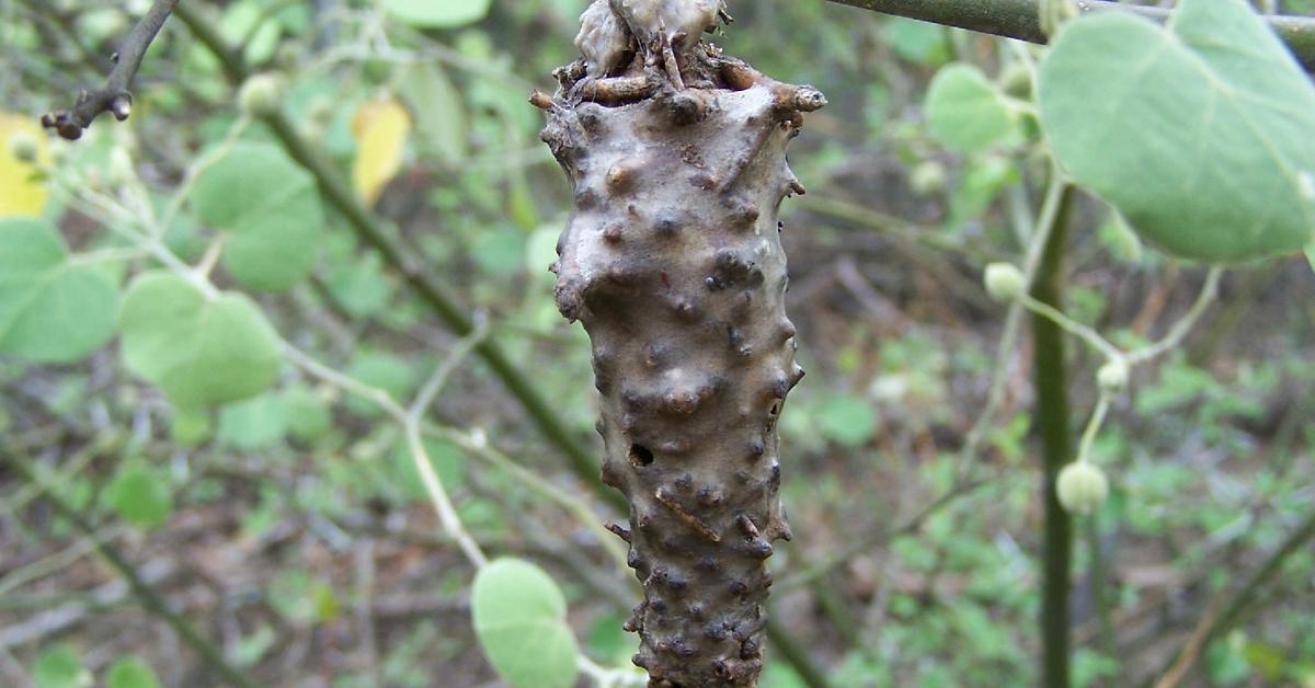 A look at the Bagworm Moth Caterpillar, also recognized as Ulat Kumbang Tas in Indonesian culture.