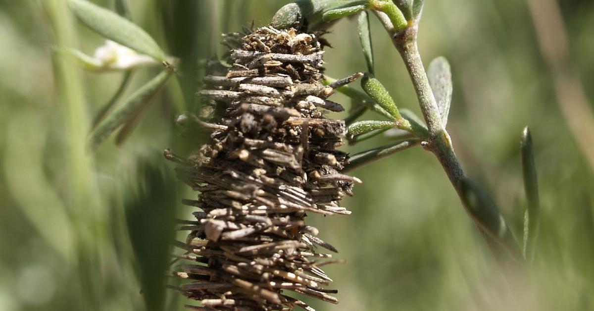 Captured beauty of the Bagworm Moth Caterpillar, or Psychidae in the scientific world.