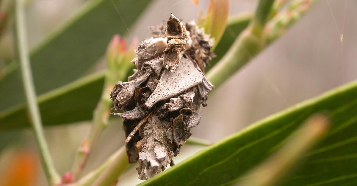 Vibrant snapshot of the Bagworm Moth Caterpillar, commonly referred to as Ulat Kumbang Tas in Indonesia.