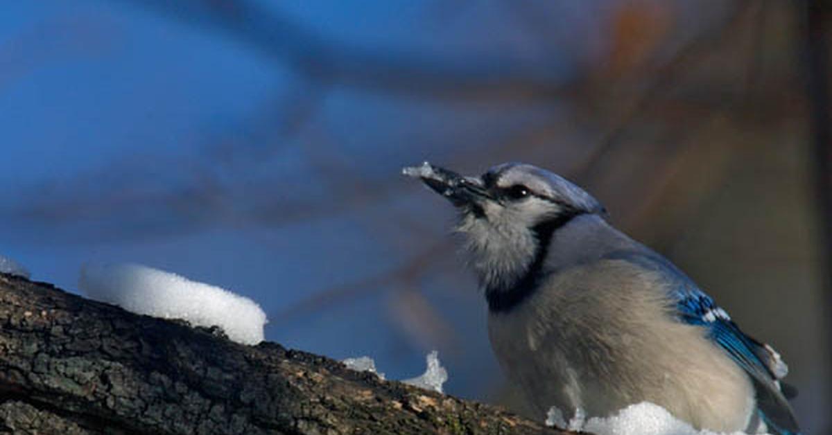 The Blue Jay in its natural beauty, locally called Burung Biru Jay.