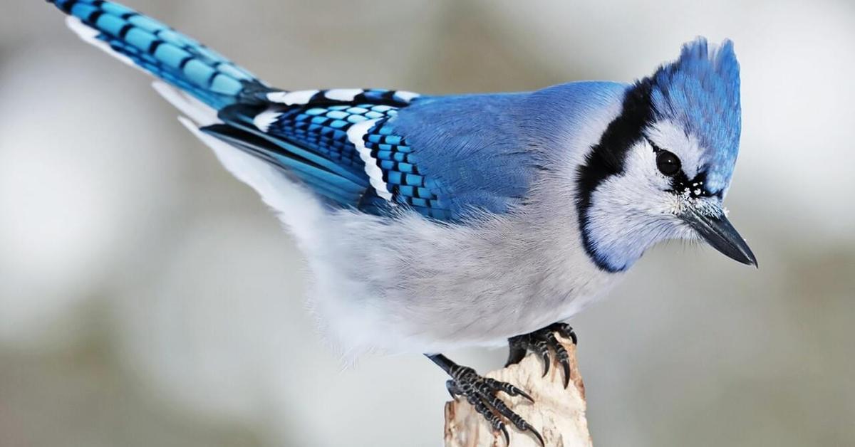 Stunning depiction of Blue Jay, also referred to as Cyanocitta cristata.