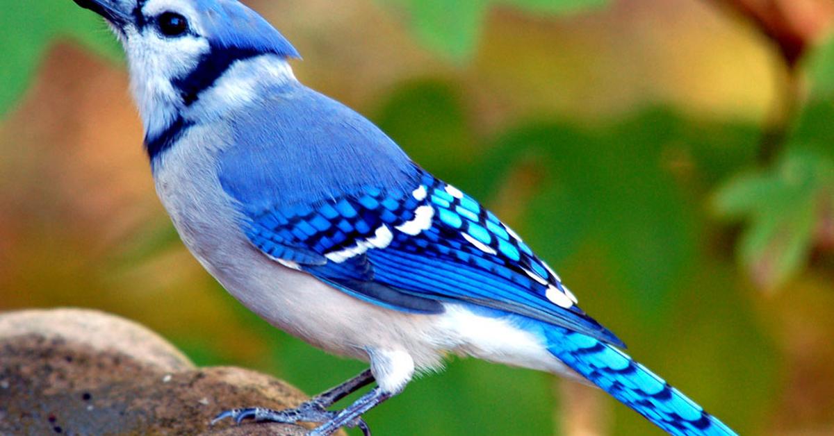 Stunning depiction of Blue Jay, also referred to as Cyanocitta cristata.