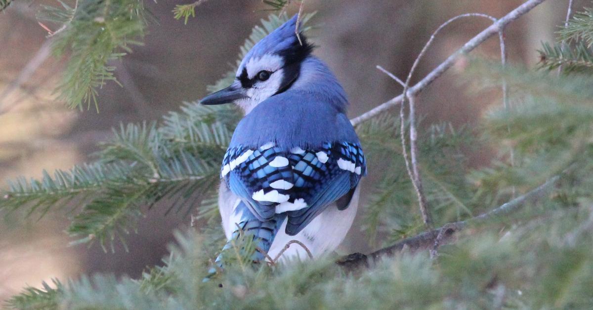 A look at the Blue Jay, also recognized as Burung Biru Jay in Indonesian culture.