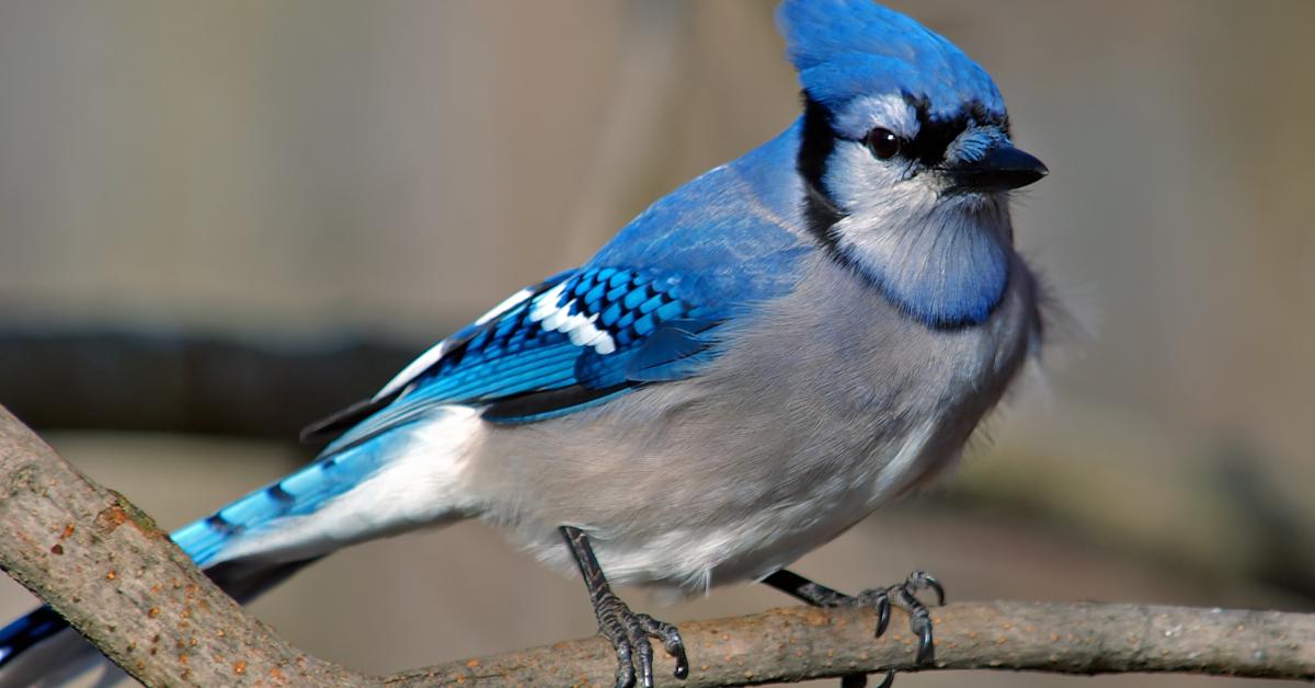 Photograph of the unique Blue Jay, known scientifically as Cyanocitta cristata.