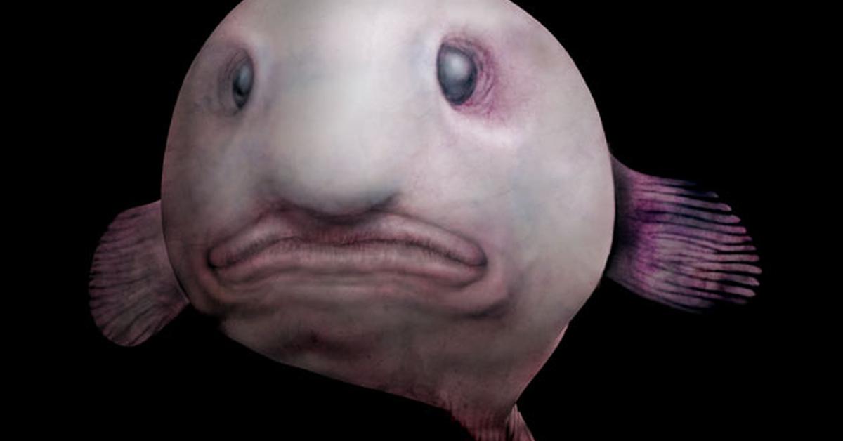 Exquisite image of Blobfish, in Indonesia known as Ikan Blob.