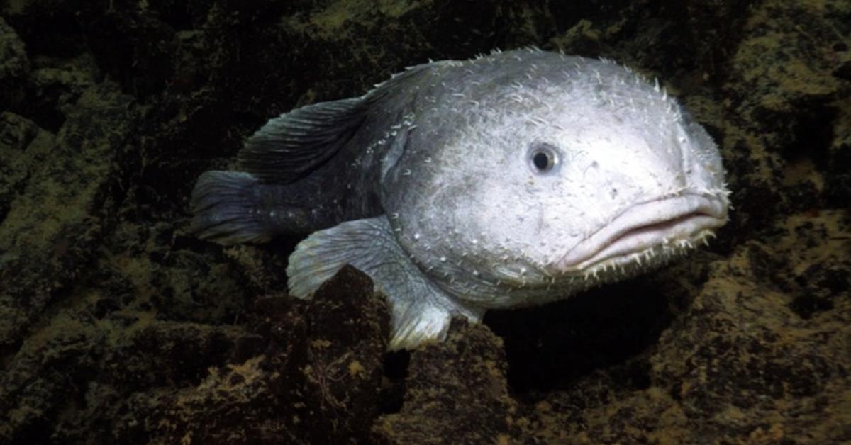 Iconic view of the Blobfish, or Psychrolutes marcidus, in its habitat.