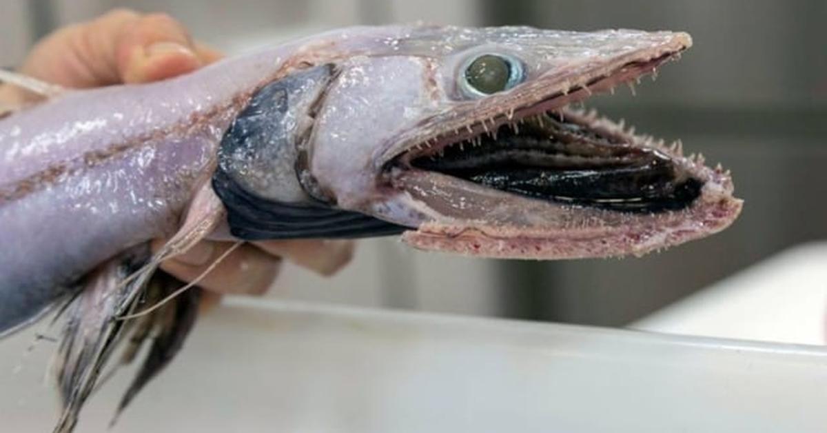 Distinctive Blobfish, in Indonesia known as Ikan Blob, captured in this image.