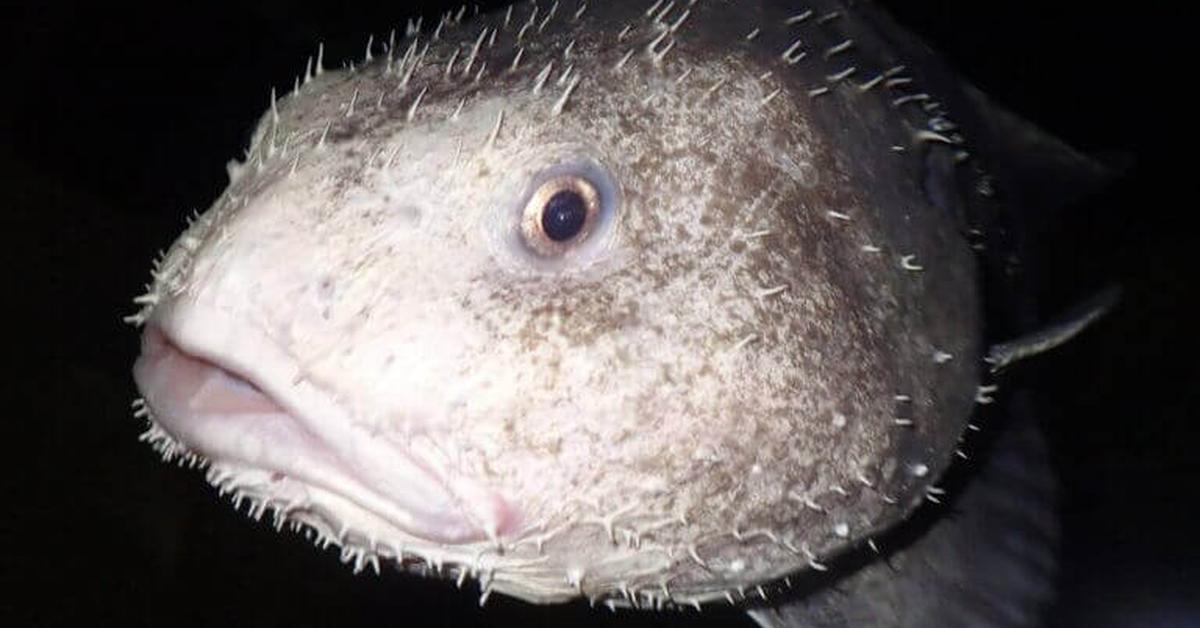 The majestic Blobfish, also called Ikan Blob in Indonesia, in its glory.