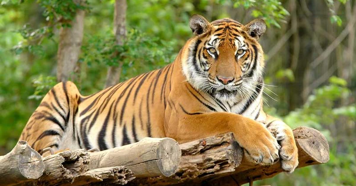 Vibrant snapshot of the Bengal Tiger, commonly referred to as Harimau Bengal in Indonesia.