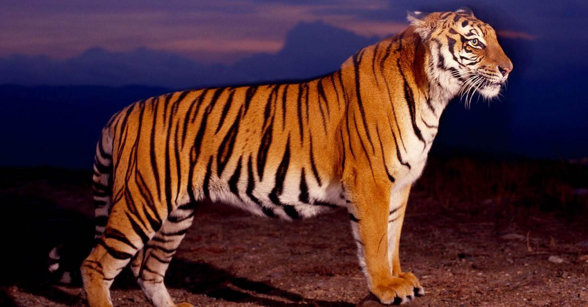 Photogenic Bengal Tiger, scientifically referred to as Panthera Tigris Tigris.