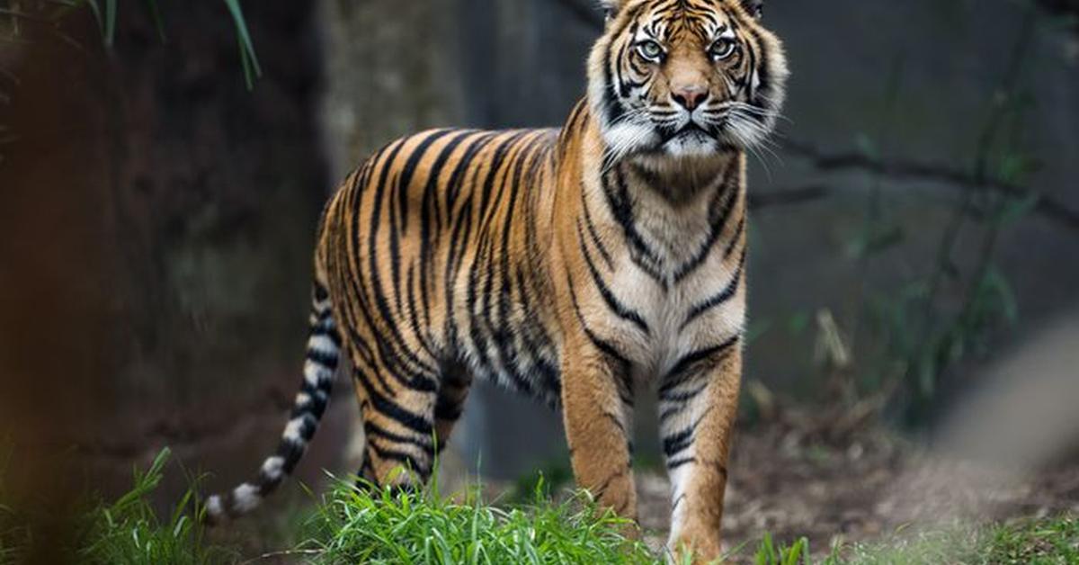 Captivating shot of the Bengal Tiger, or Harimau Bengal in Bahasa Indonesia.