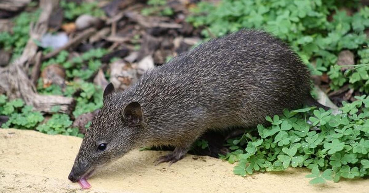 Charming view of the Bandicoot, in Indonesia referred to as Bandikut.