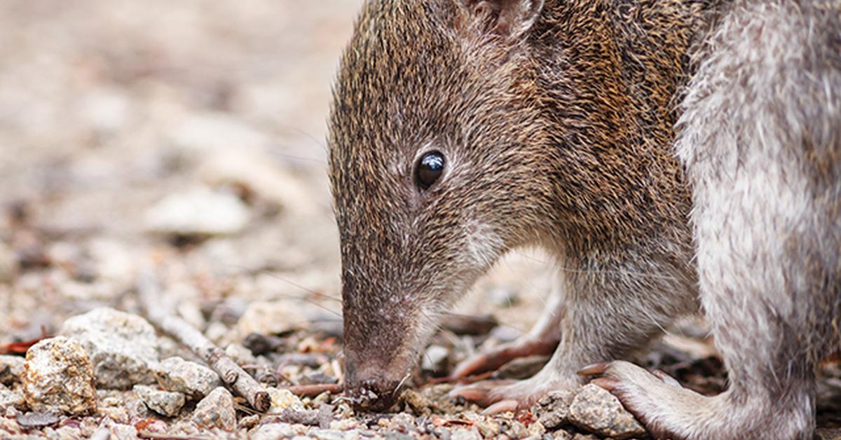 Photograph of the unique Bandicoot, known scientifically as Perameles.