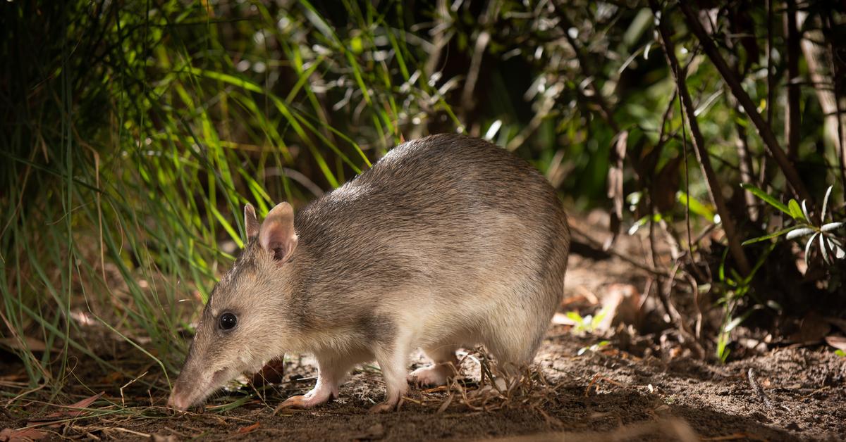 The alluring Bandicoot, commonly referred to as Bandikut in Bahasa Indonesia.