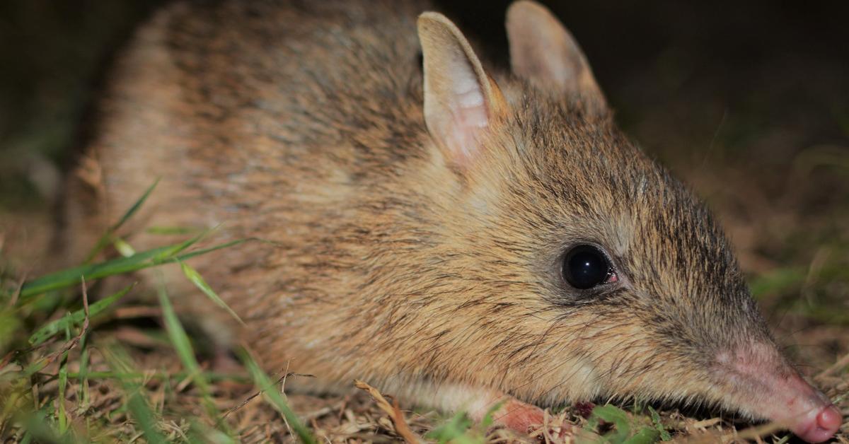 Insightful look at the Bandicoot, known to Indonesians as Bandikut.