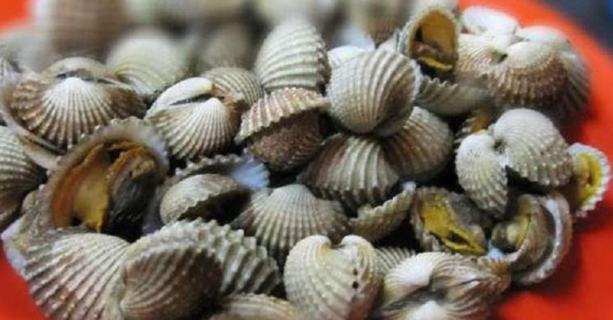 The Barnacle, a beautiful species also known as Kerang Laut in Bahasa Indonesia.