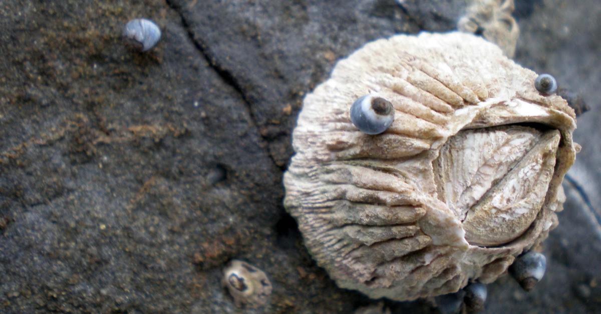 Enchanting Barnacle, a species scientifically known as Balanidae.