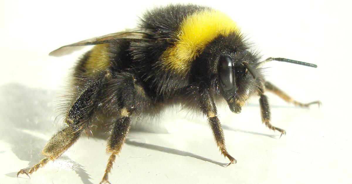 The fascinating Bumblebee, scientifically known as Bombus.