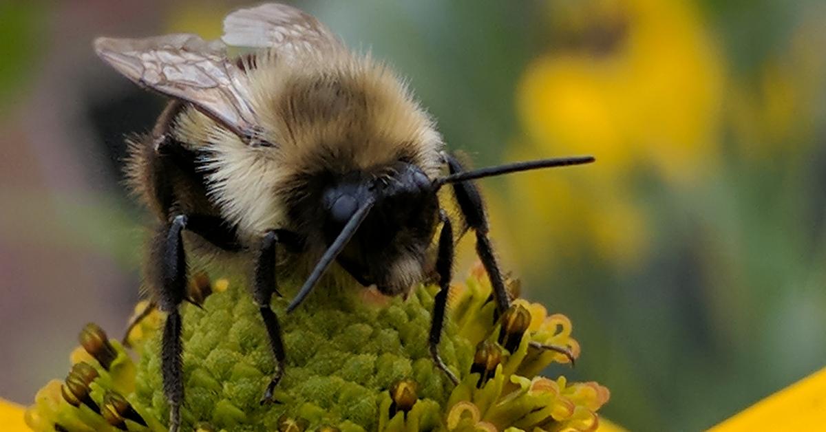 Splendid image of the Bumblebee, with the scientific name Bombus.