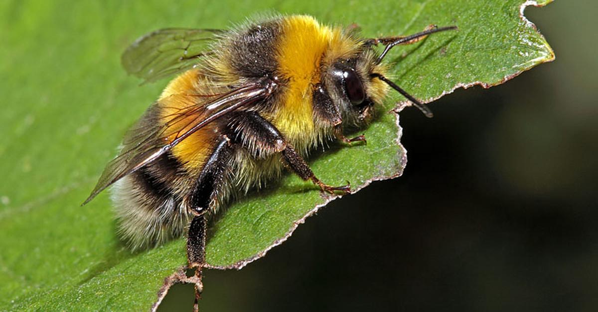 Unique portrayal of the Bumblebee, also called Lebah Bumblebee in Bahasa Indonesia.