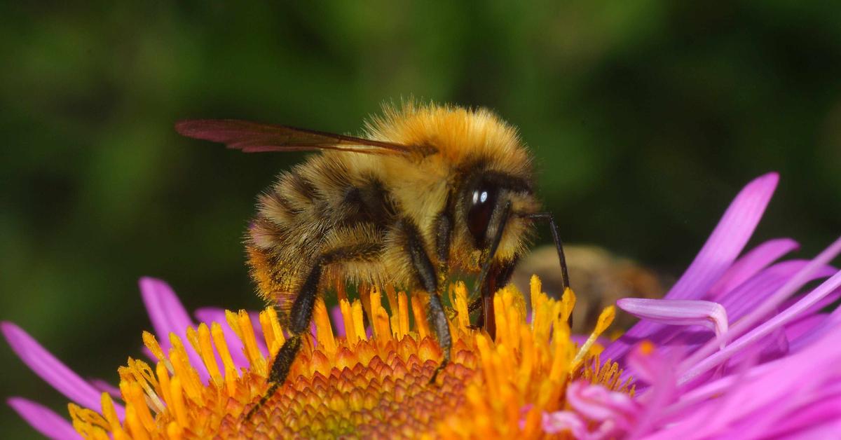 Charming view of the Bumblebee, in Indonesia referred to as Lebah Bumblebee.