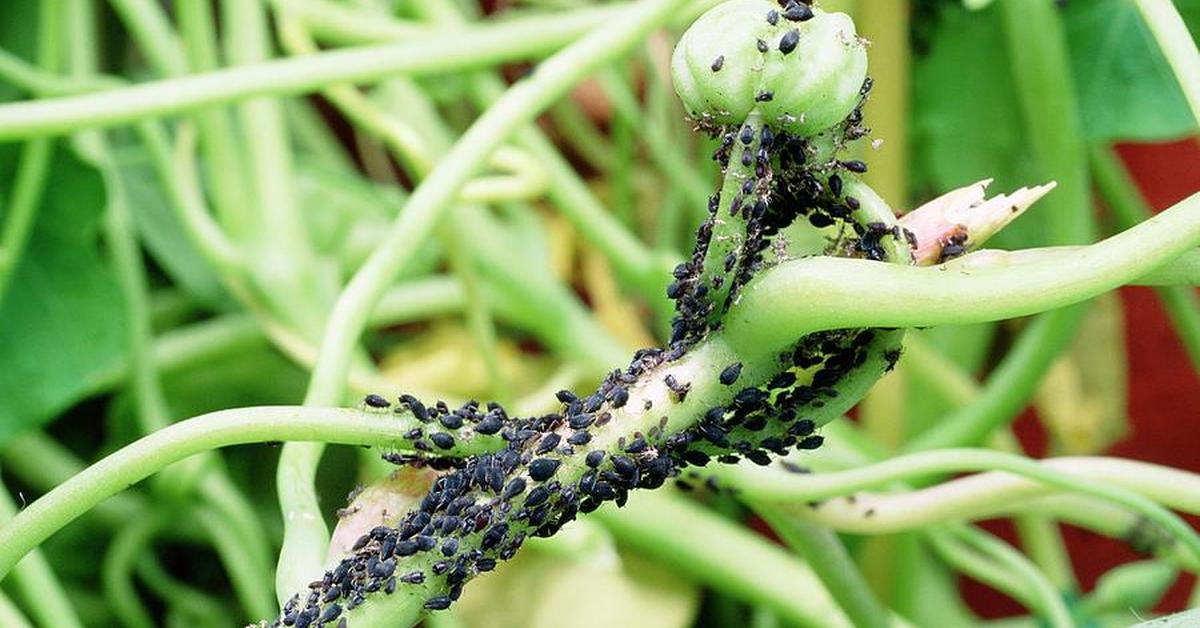 Vibrant snapshot of the Black Aphids, commonly referred to as Kutu Hitam in Indonesia.