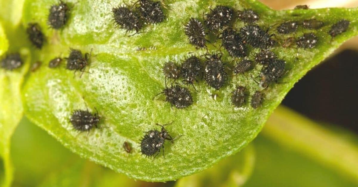 Snapshot of the intriguing Black Aphids, scientifically named Aphis fabae.