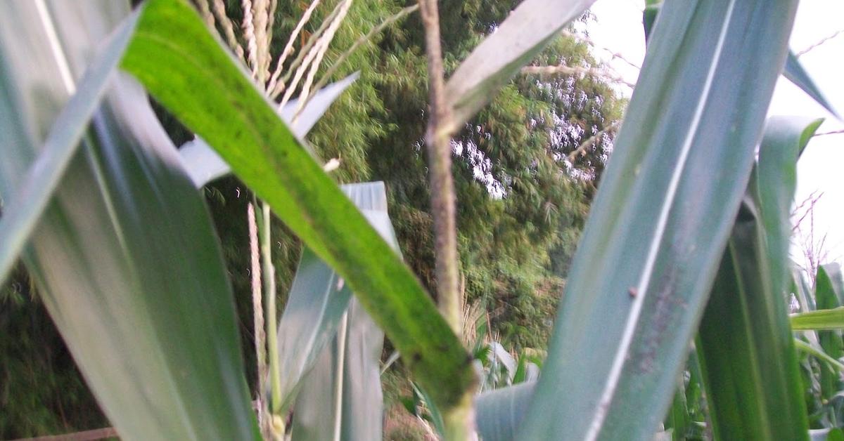 Picture of Black Aphids, known in Indonesia as Kutu Hitam.