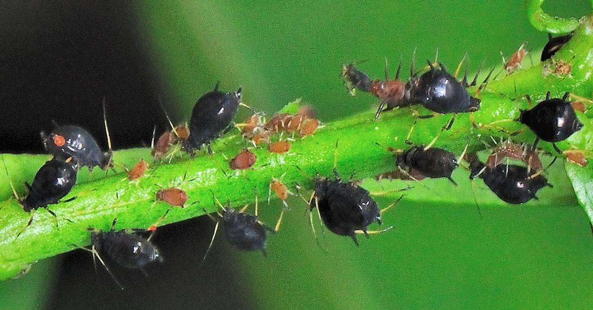 Enchanting Black Aphids, a species scientifically known as Aphis fabae.