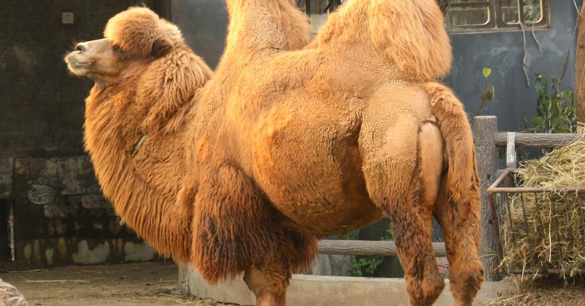 Image of the Bactrian Camel (Camelus Bactrianus), popular in Indonesia as Unta Bactrian.