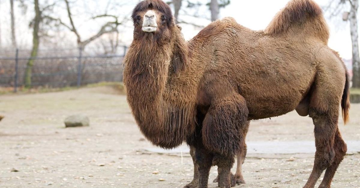 Visual of Bactrian Camel, or Unta Bactrian in Indonesian, showcasing its beauty.