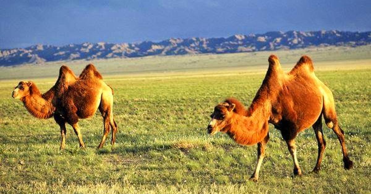 Elegant portrayal of the Bactrian Camel, also known as Camelus Bactrianus.