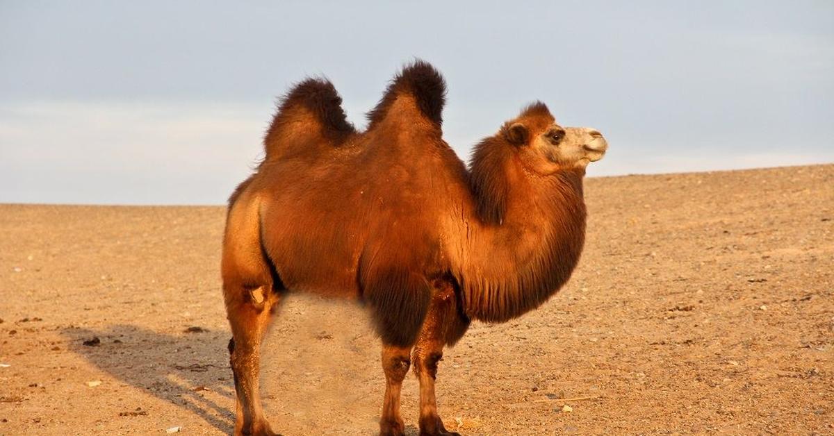 Iconic view of the Bactrian Camel, or Camelus Bactrianus, in its habitat.