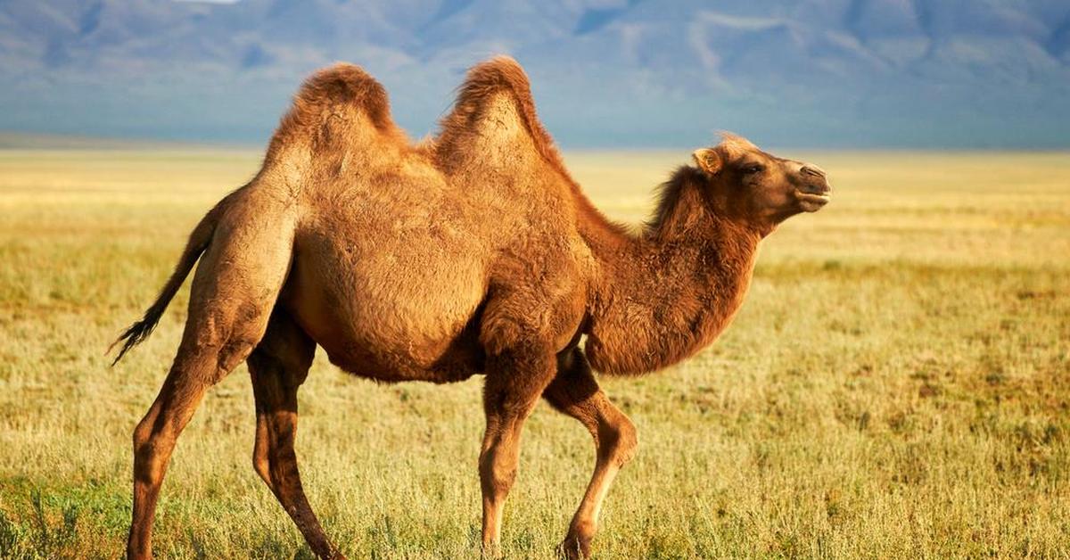 The remarkable Bactrian Camel (Camelus Bactrianus), a sight to behold.