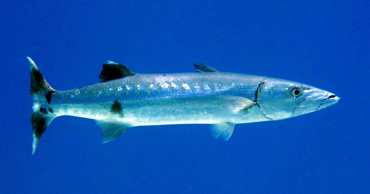 Unique portrayal of the Barracuda, also called Barracuda in Bahasa Indonesia.