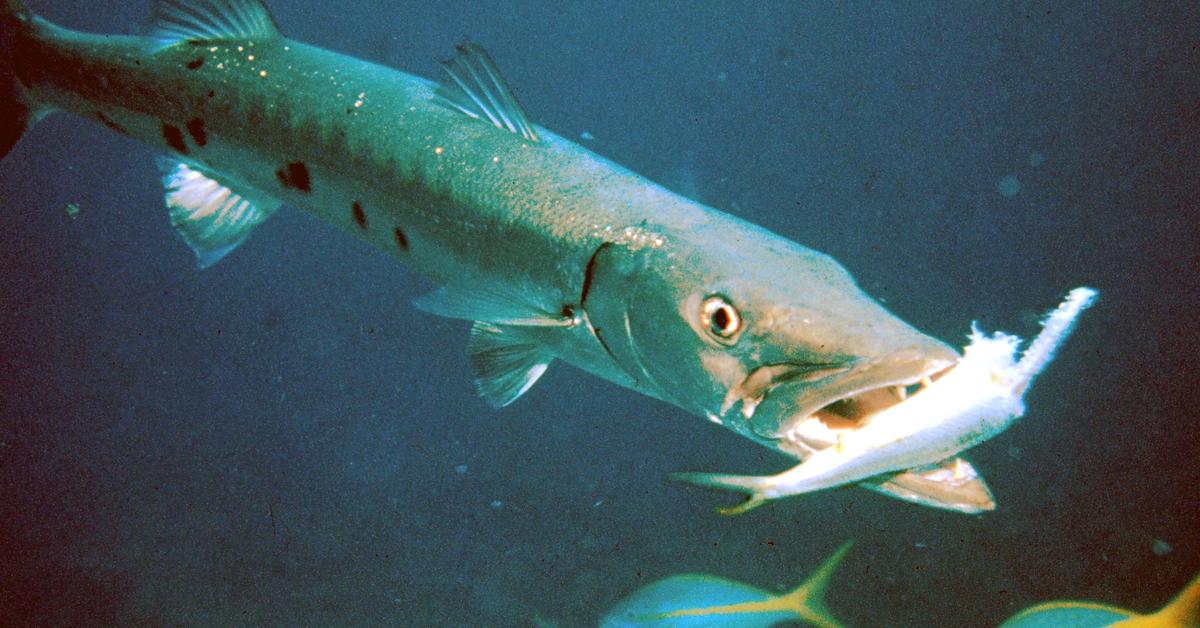 Enchanting Barracuda, a species scientifically known as Sphyraena.