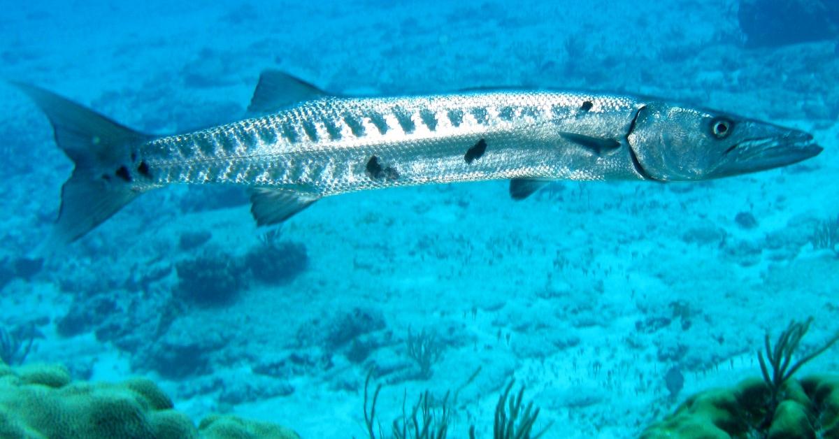 Graceful Barracuda, a creature with the scientific name Sphyraena.