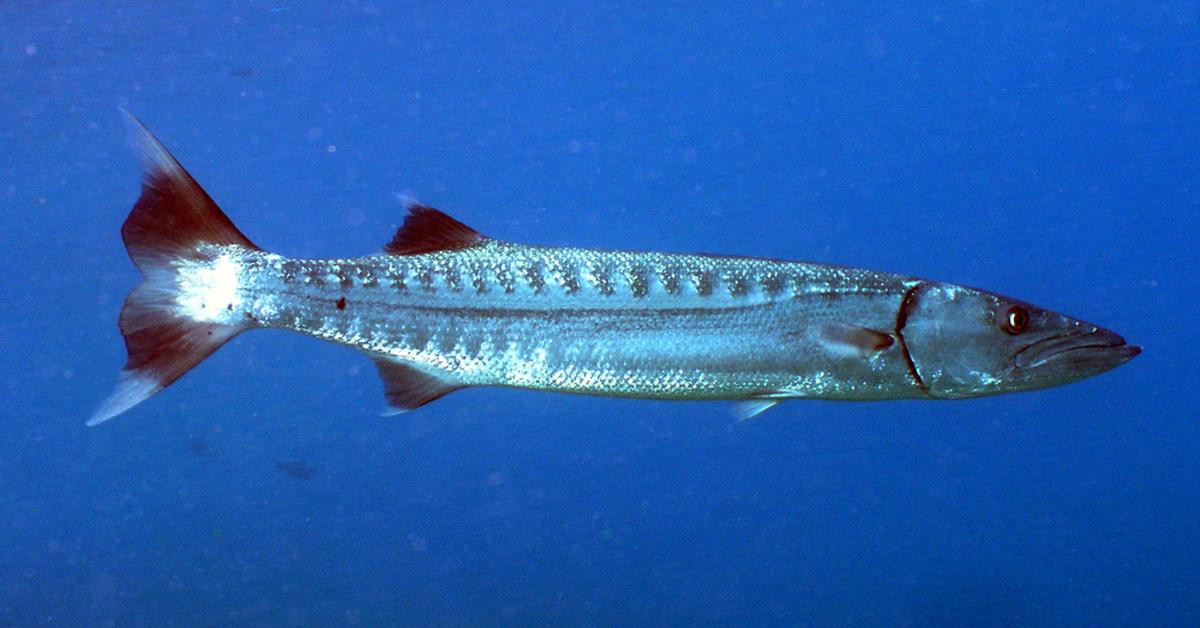 Charming view of the Barracuda, in Indonesia referred to as Barracuda.