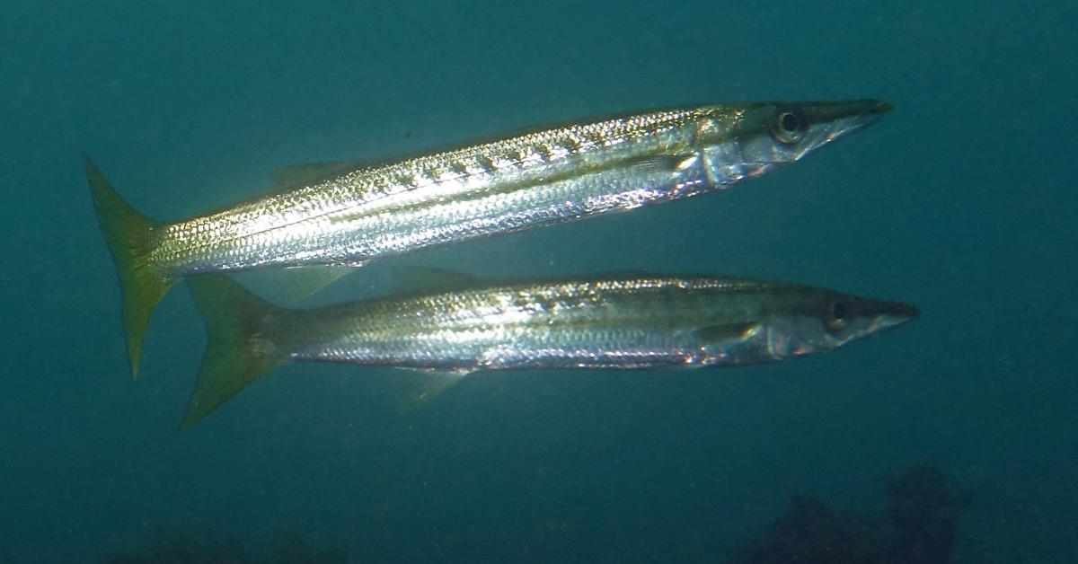 Captivating view of the Barracuda, known in Bahasa Indonesia as Barracuda.