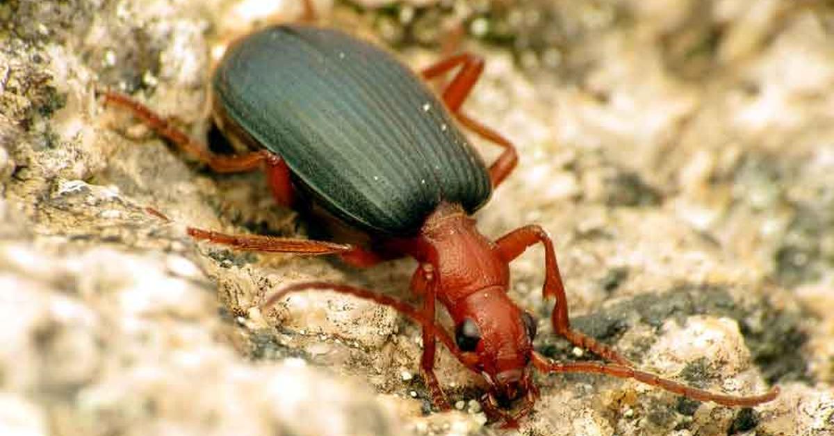 A beautiful representation of the Bombardier Beetle, scientifically Brachinini.