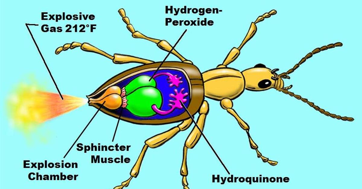 Photographic depiction of the unique Bombardier Beetle, locally called Kumbang Bombardier.